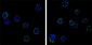 CD19 Antibody
